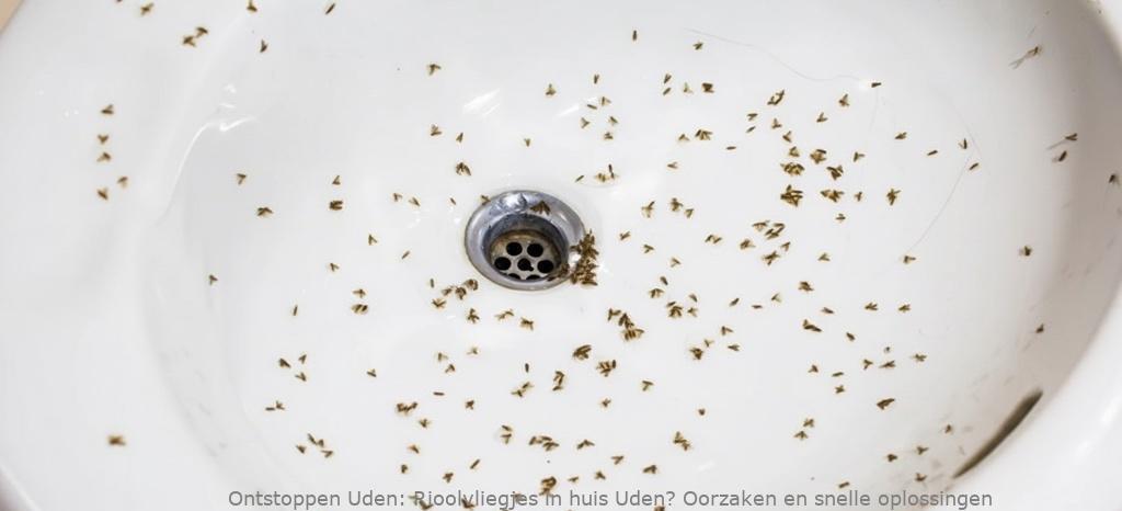 Rioolvliegjes in huis Uden? Oorzaken en snelle oplossingen